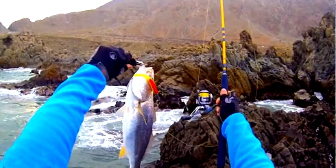 Buscando Corvinas con Jerkbaits