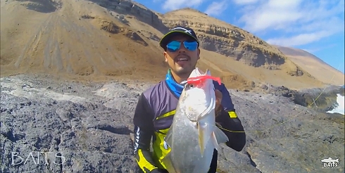 Corvinas con ShadBaits