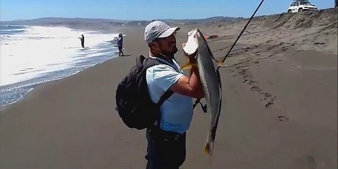 Corvina con ChispaBaits Fluor